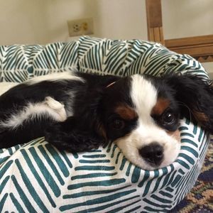 Meet your Posher, Patsy